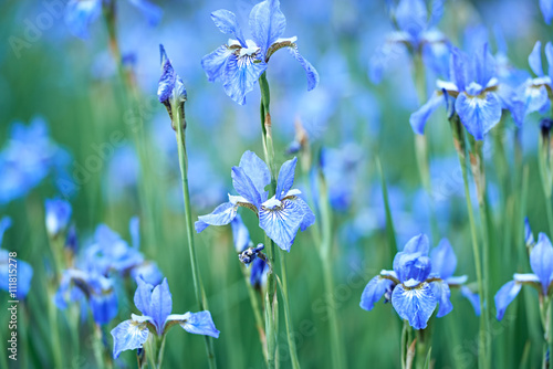 Fototapeta Naklejka Na Ścianę i Meble -  Iris Flowers