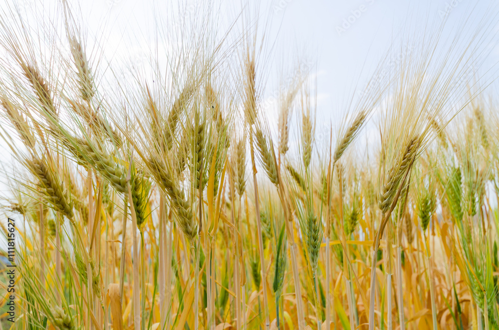 Obraz premium barley and white cloud