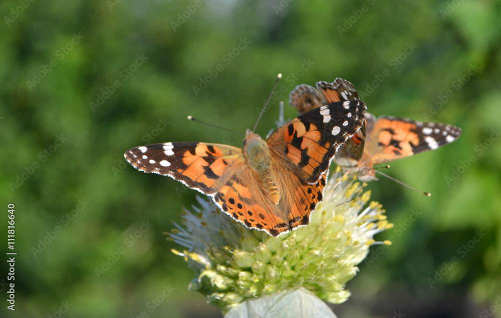 Obraz premium beautiful butterfly