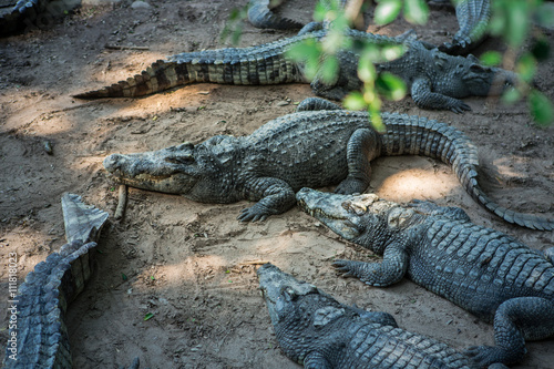 Journey in Thailand. Animal crocodile