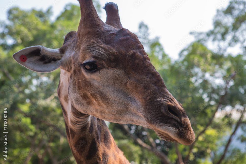 Naklejka premium Huge giraffe walking in zoopark in Thailand Asia