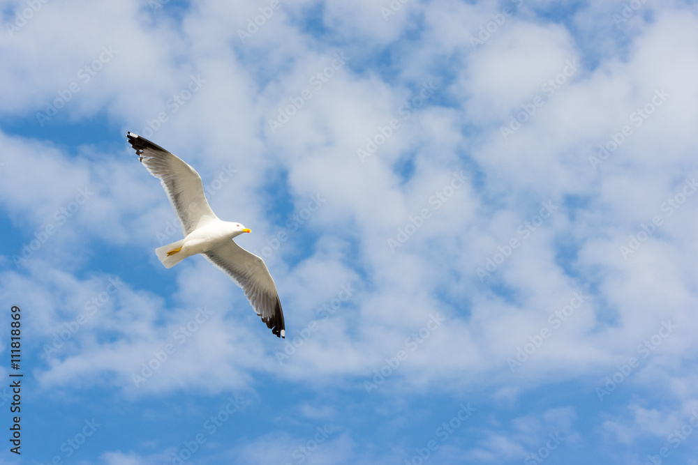 Fototapeta premium Möwe im Flug