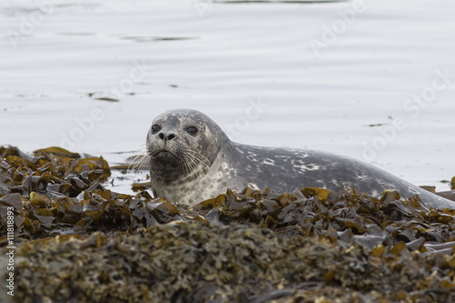 young Harbor seal that climbs on the rocks at low tide in spring