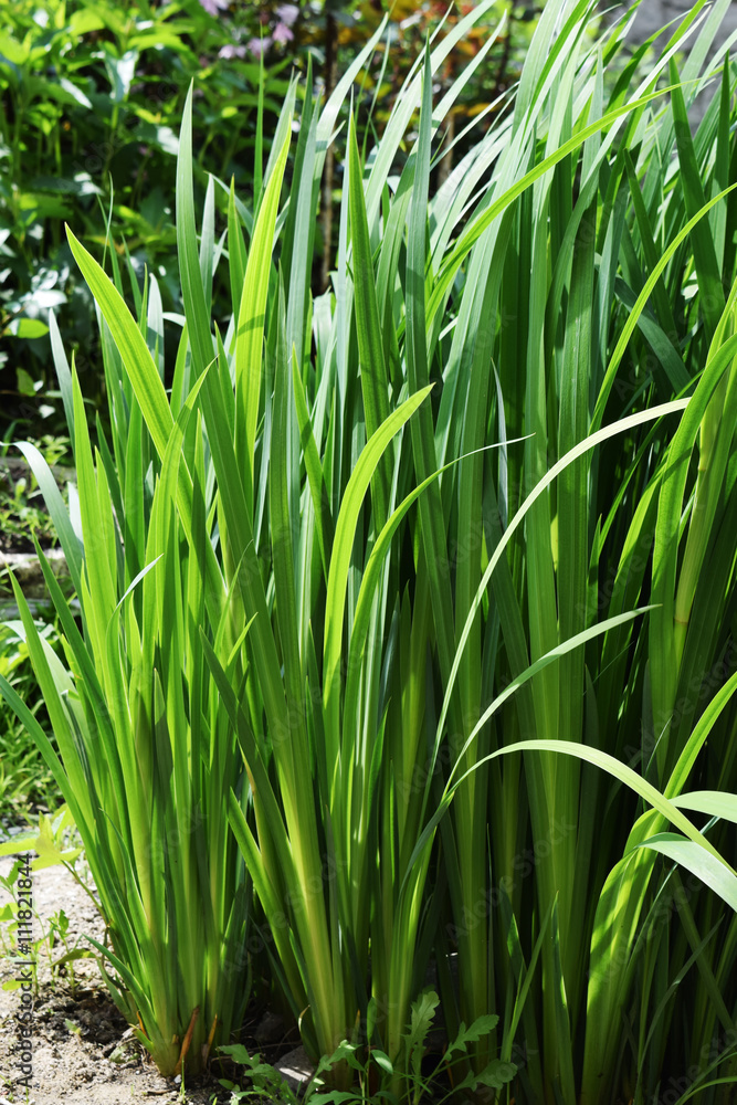 plants green leaves plants green leaves