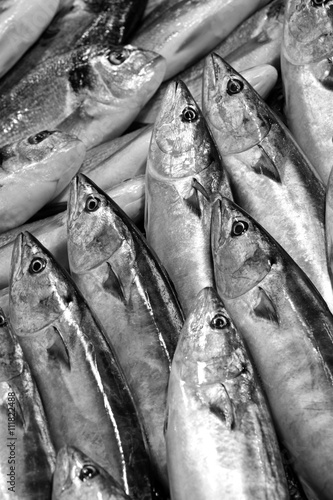 Balık reyonu. Palamut ve çipura. photo