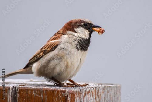 Sparrow eating maggot on wood.