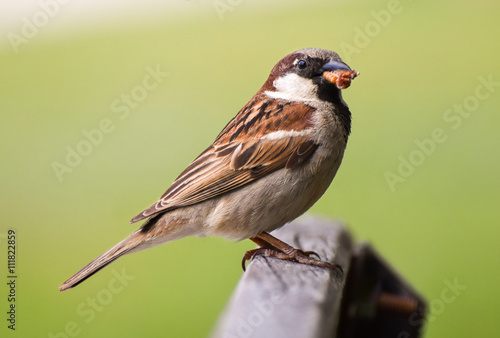Sparrow eating maggot on wood.