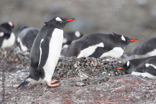 nesting gentoo penguins