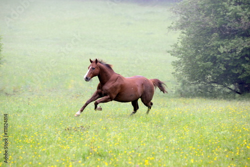 Fototapeta Naklejka Na Ścianę i Meble -  wild horse, beautyful Quarter horse running through the morning fog