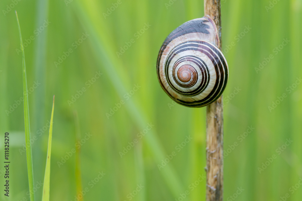 Schnirkelschnecke (Helicidae) an einer Pflanze auf einer Wiese Schnirkelschnecke (Helicidae) an einer Pflanze auf einer Wiese