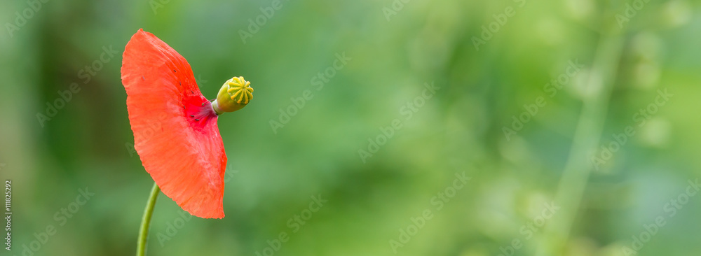 Mohn Klatschmohn (Papaver rhoeas) Ende einer Blüte Mohn Klatschmohn (Papaver rhoeas) Ende einer Blüte
