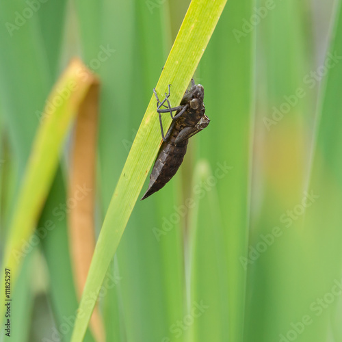 Exuvie der Großen Königslibelle (Anax imperator) © mirkograul