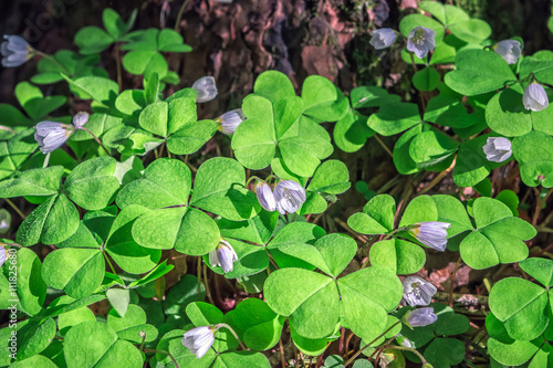 Oxalis flowers during flowering in the forest