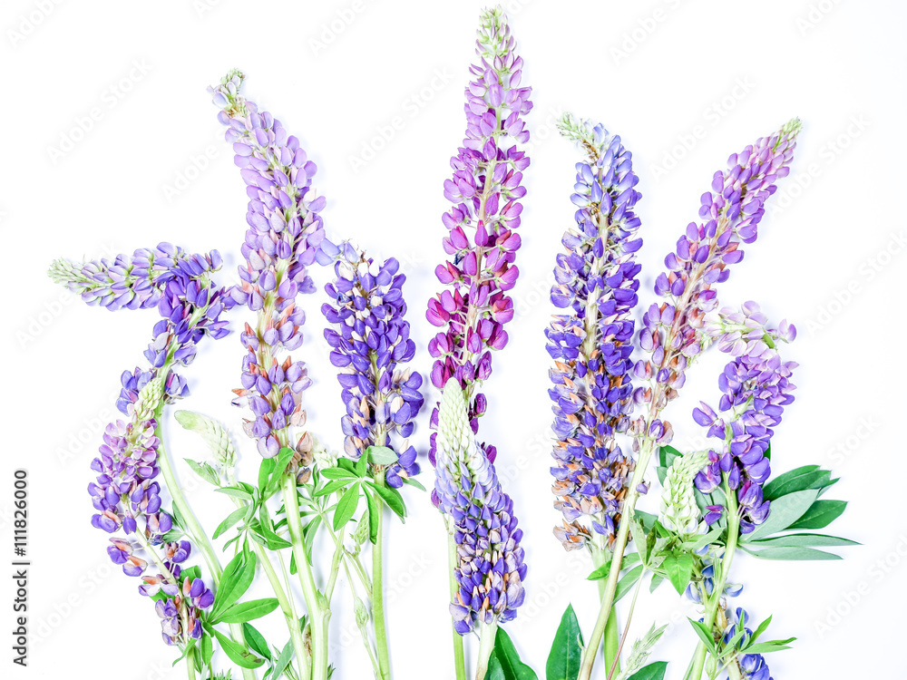 Naklejka premium Lupine Wildflower Stocks On White Background