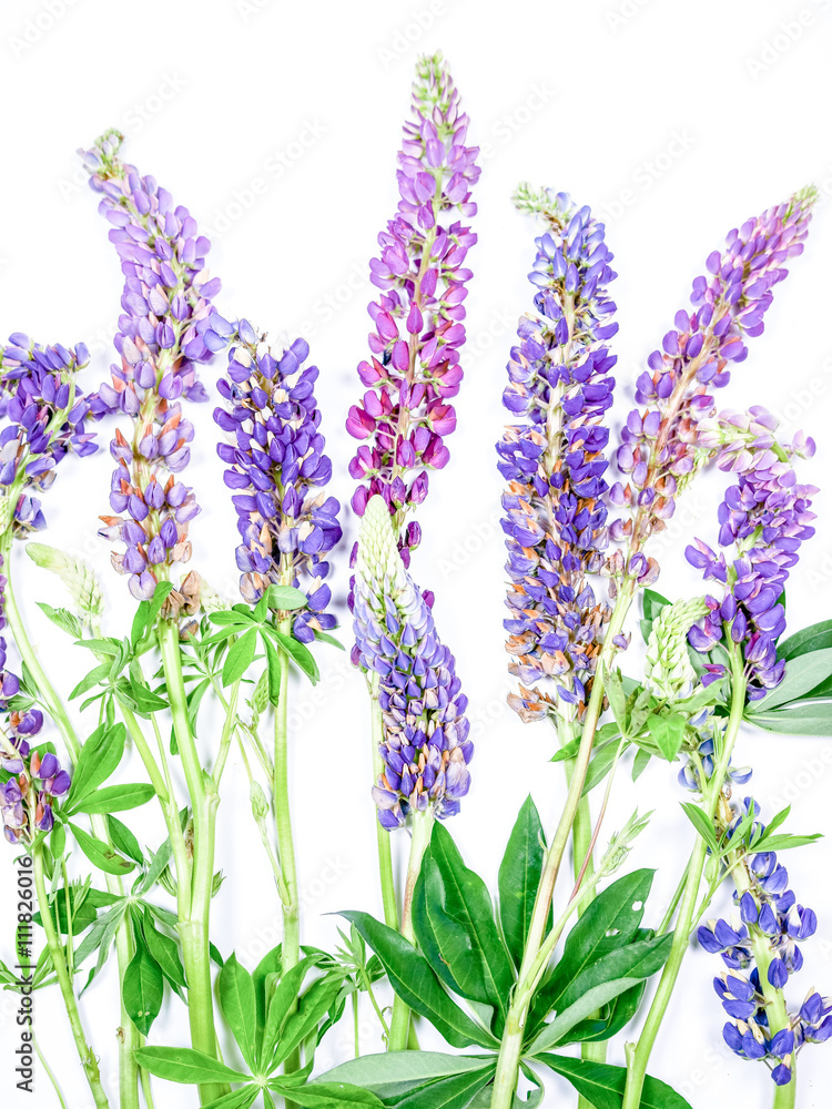 Naklejka premium Lupine Wildflower Stocks On White Background