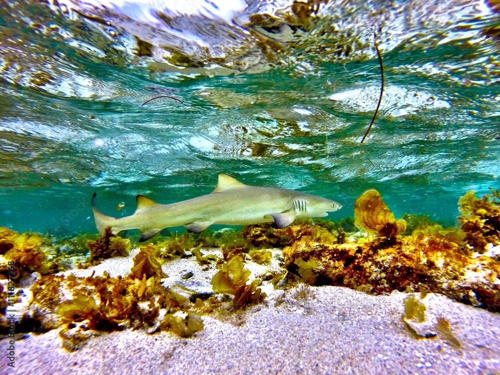 Baby Lemon Shark Stock Photo | Adobe Stock