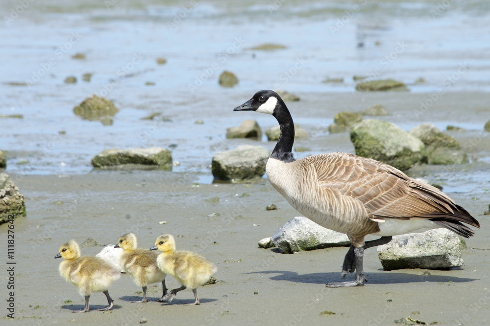 Obraz premium Mother goose with goslings walking on the beach