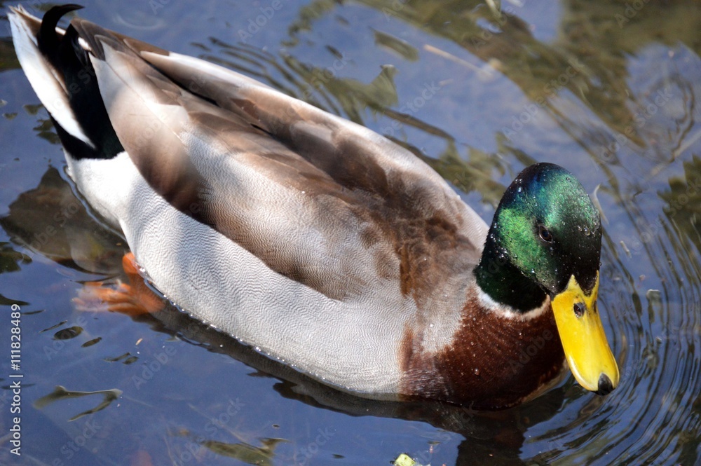 Obraz premium Mallard Duck