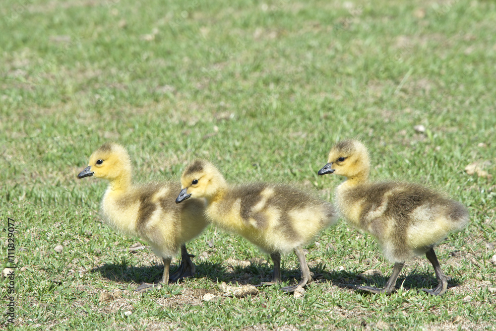 Days old gosling chicks walking through grass looking for bugs to eat. Curious about their surroundings, exploring. Days old gosling chicks walking through grass looking for bugs to eat. Curious about their surroundings, exploring.