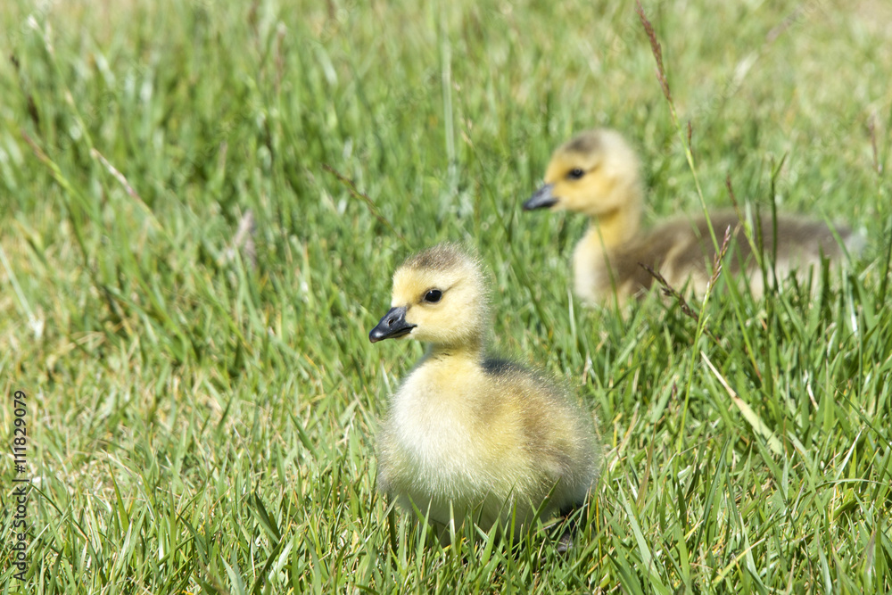 Days old gosling chicks walking through grass looking for bugs to eat. Curious about their surroundings, exploring. Days old gosling chicks walking through grass looking for bugs to eat. Curious about their surroundings, exploring.