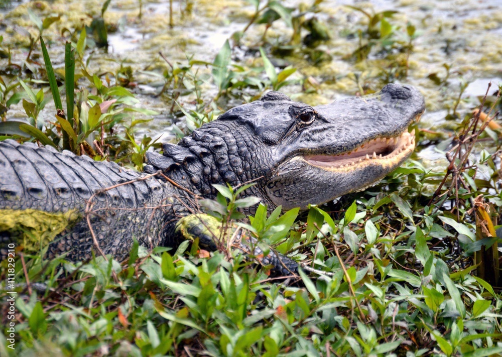 Obraz premium American Alligator 