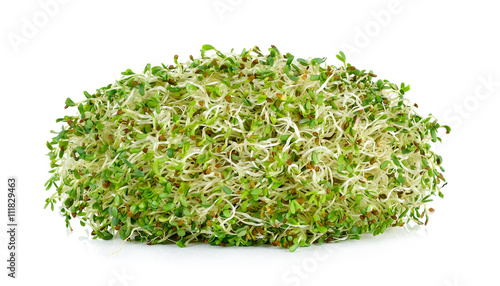 alfalfa sprouts isolated on white background