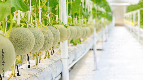 Cantaloupe melon growing in a greenhouse