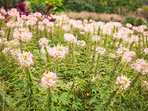 close-up shot of pink flowers.