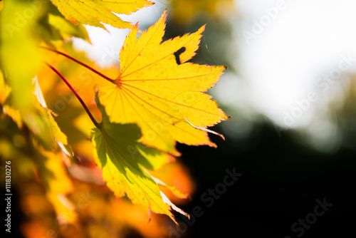 Golden Autumn leaves , selective focus photo