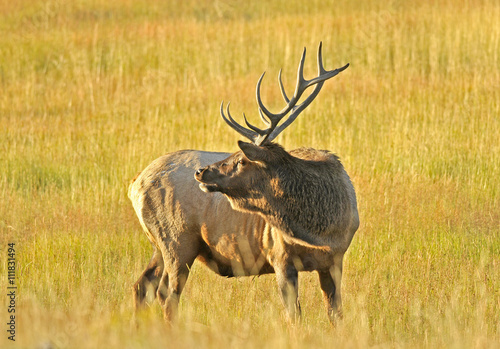 Wild Bull Elk in the Grass