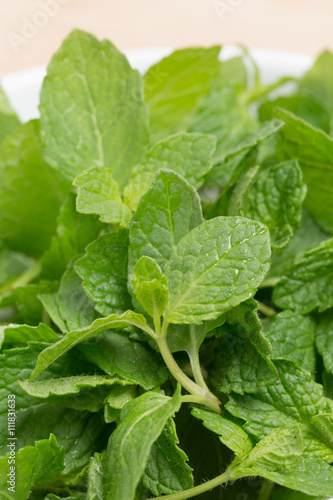 Wallpaper Mural スペアミント Torontodigital.ca