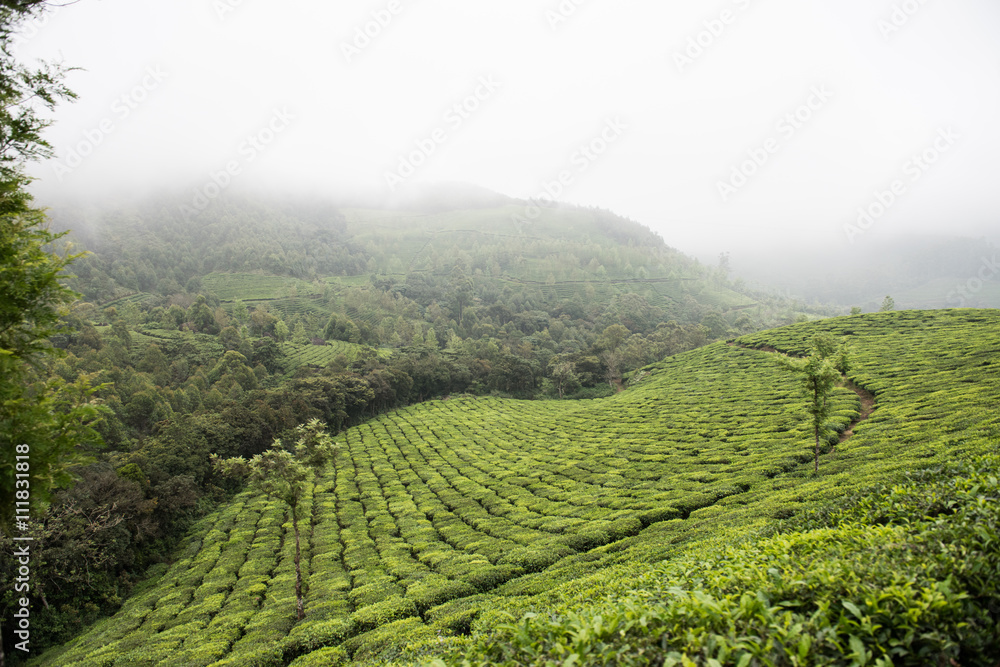 Mountainous Landscape in Kerala