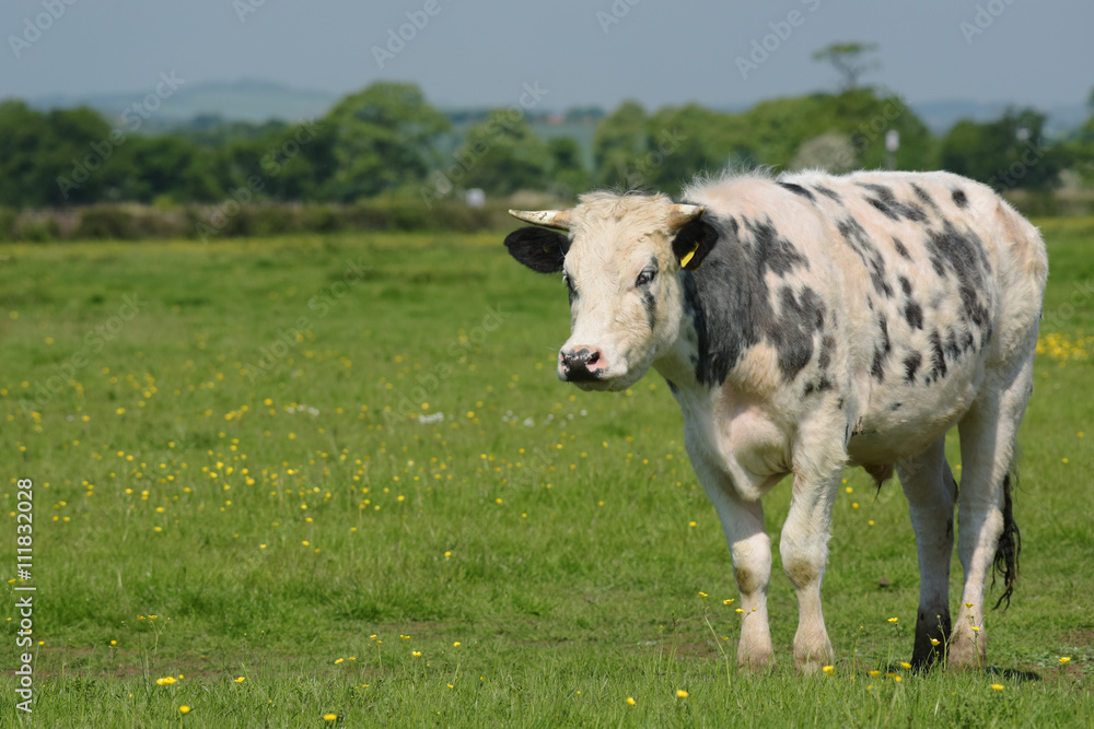 Bull, Bullock, Cow - English Village Bull, Bullock, Cow - English Village