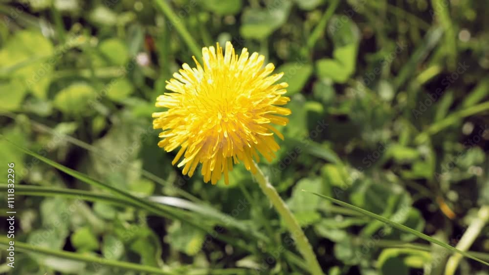 Yellow dandelion flower in the wild green environment. Wild nature summer concept. 4K UHD video footage. Yellow dandelion flower in the wild green environment. Wild nature summer concept. 4K UHD video footage.