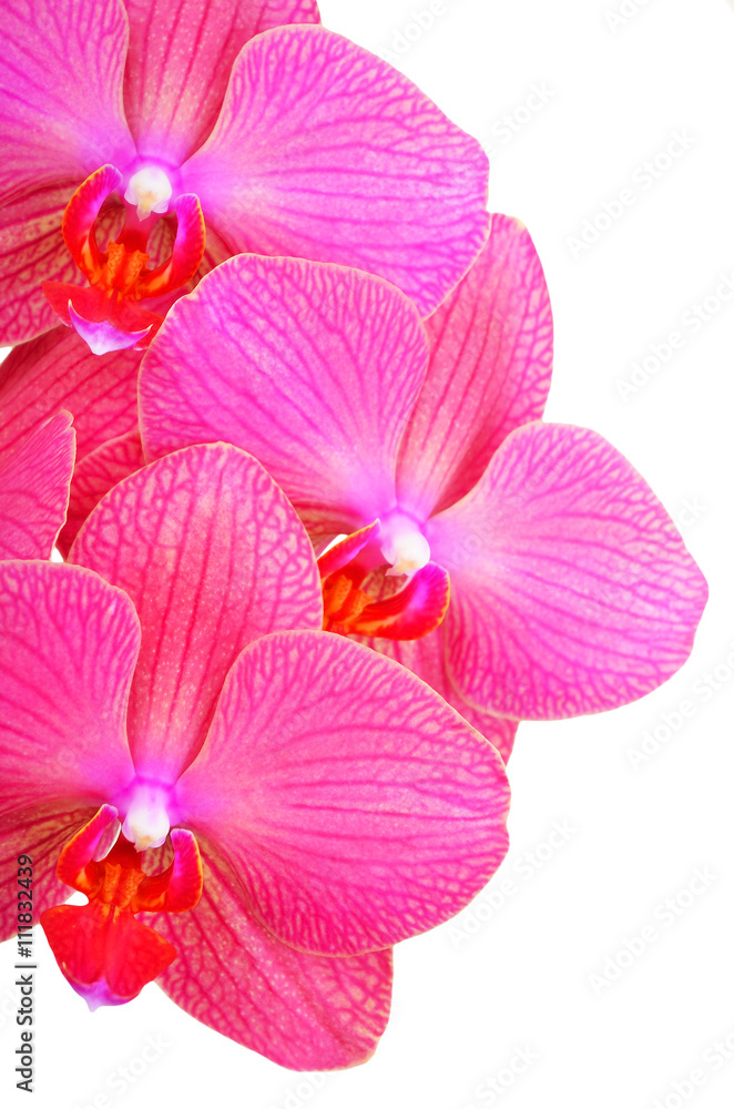Pink orchid flower Pink orchid flower