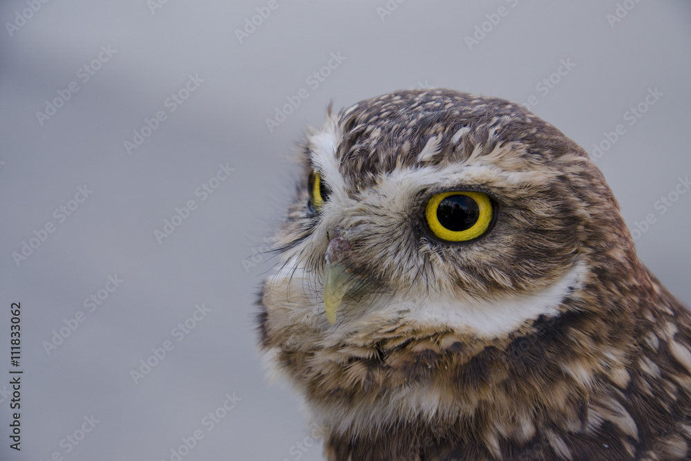 Obraz premium A burrowing owl rests.