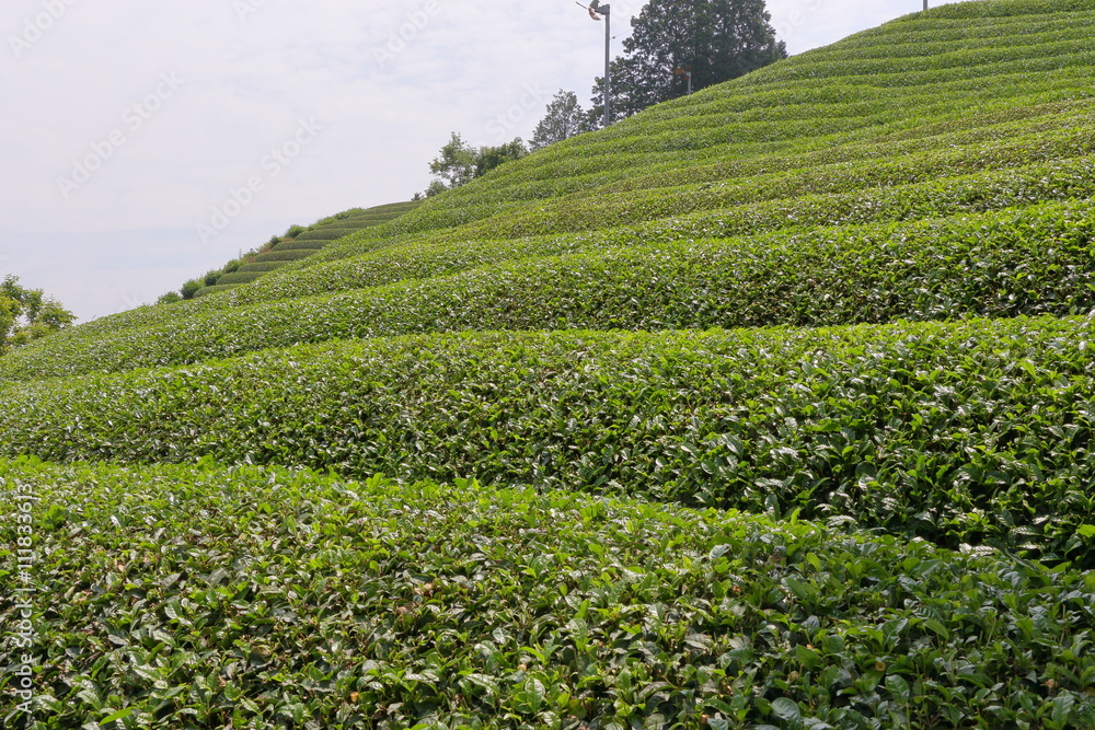 tea plantation of kyoto japan