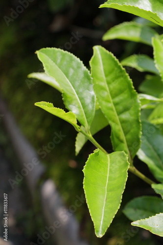 Wallpaper Mural tea plantation of kyoto japan Torontodigital.ca