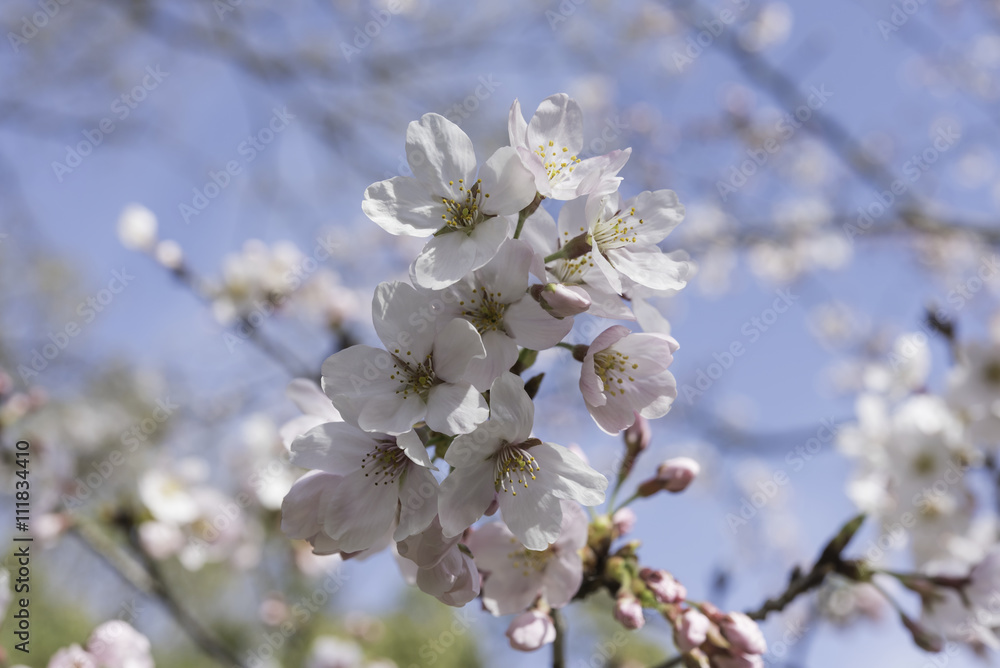 Closeup of Cherry Blossoms Closeup of Cherry Blossoms
