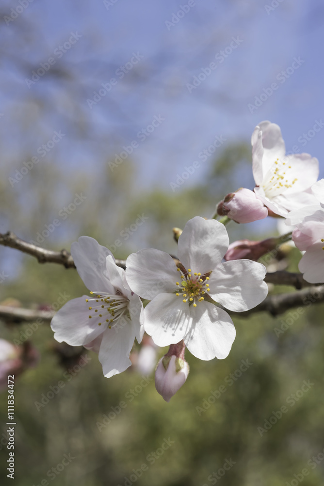 Closeup of Cherry Blossoms