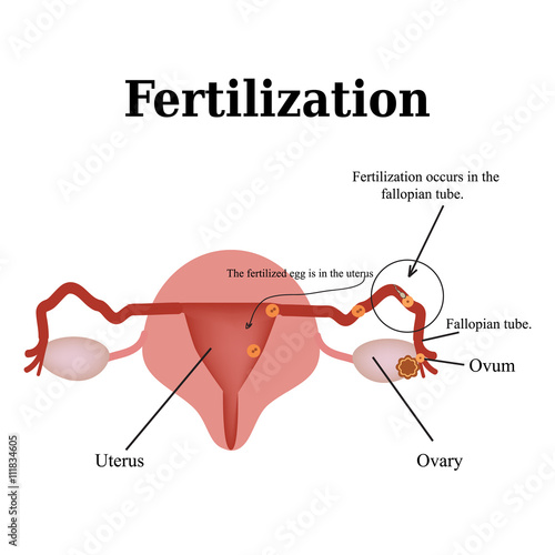 Diagram of the structure of the pelvic organs. Fertilization. Vector illustration on isolated background
