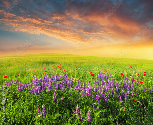 Field with flowers in mountain valley. Natural summer landscape during sunset.