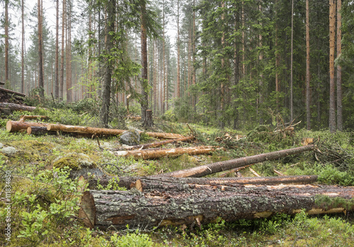 Thinning in pine forest in Finland