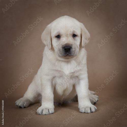 Cute little Labrador puppy © Alexey Kuznetsov