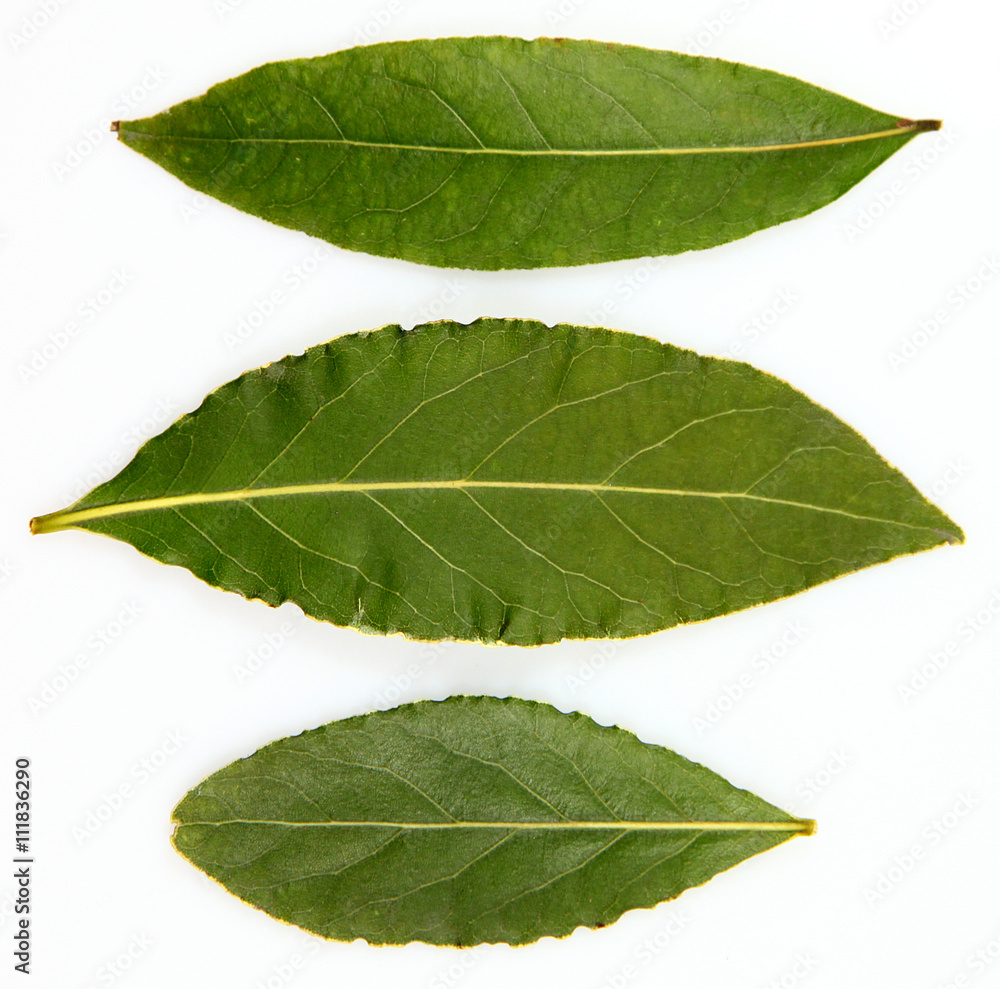 Obraz premium Bay leafs or laurel leafs on white background
