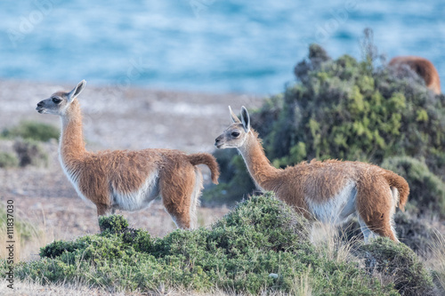 Konstfotografi guanaco portrait in Argentina Patagonia close up