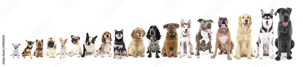 Fototapeta Osiemnaście siedzących psów w rzędzie, od małych do dużych, na białym tle