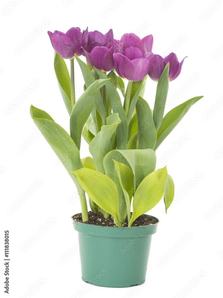 Beautiful tulips on white background