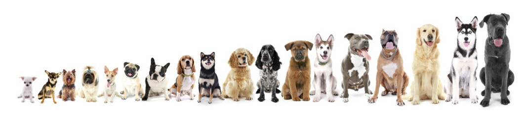 Eighteen sitting dogs in row, from small to large, isolated on white