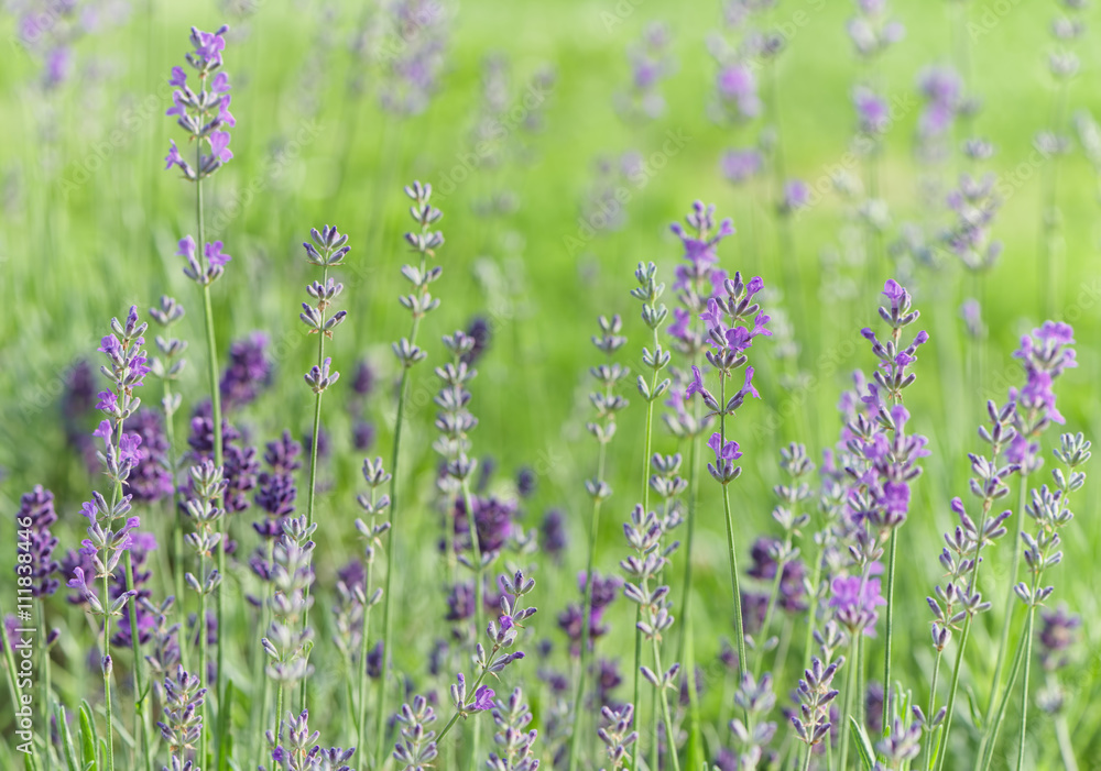 Obraz premium Lavender flowers